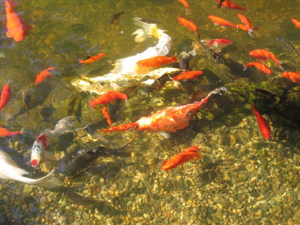 Good Fish Topic GOOD fish advice is a hard find.Be selective who you take advice from.