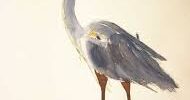 blue heron nj