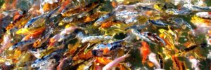 Koi