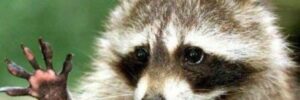 raccoon