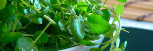 watercress