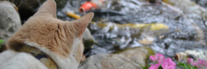 A cat sits on a rock near pink flowers, watching koi fish swim in a pond.