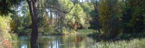 Tree-lined pond with tall grasses and reeds along the shore under a clear sky.