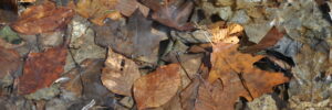 A collection of wet, brown autumn leaves floating on the surface of water.