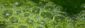 Close-up of bubbles forming on the surface of green liquid, possibly algae or soapy water, with a blurred background.