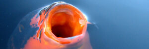 Close-up of a koi fish with its mouth open, partially submerged in blue water.