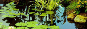 Small pond with water lilies, flowering plants, and rocks along the edge, reflecting surrounding greenery.