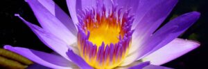 Close-up of a vibrant purple water lily with yellow center, surrounded by green leaves on a pond.