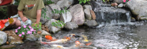 A boy sits by a backyard pond feeding koi fish near rocks and flowers with a small waterfall in the background.