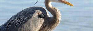A great blue heron stands near the water, displaying gray-blue feathers and a long, yellow beak.
