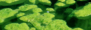 Green algae floating on the surface of water, forming irregularly shaped clusters.