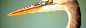 blue heron new jersey