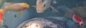 Three colorful koi fish swim near a large rock in clear pond water with visible pebbles.