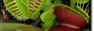 Close-up of several Venus flytrap plants with open and closed jaw-like green and red leaves.