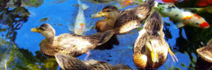 duck pond