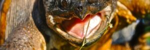 snapping turtle