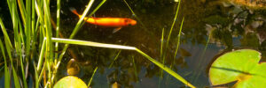 golden orfe pond fish New Jersey