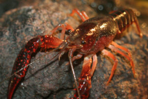 crayfish new jersey pond pond crayfish nj
