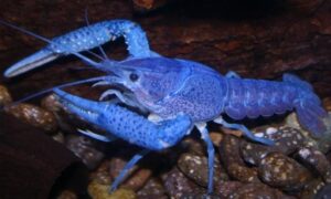 crayfish nj pond new jersey crayfish pond