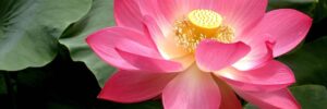 lotus flower summit, nj