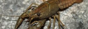 A brown crayfish with large pincers stands on a rough, gray textured surface.