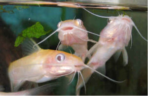 channel catfish nj golden channel catfish nj