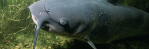 catfish in the pond