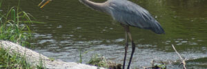 A great blue heron stands on a fallen log beside shallow water, green grass growing nearby.