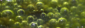 Close-up of greenish bubbles from pond algae forming on a wet surface, reflecting light off the bubbles.
