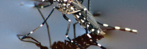 Close-up of a black and white mosquito on water, highlighting body markings—ideal for mosquito control visuals.