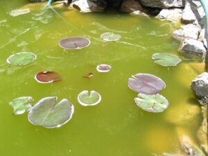 green water in pond nj pond water green nj