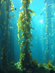 algae control new jersey new jersey pond algae