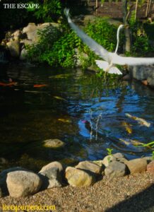 great egret1