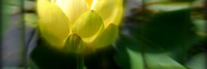 A yellow lotus flower in bloom with soft-focus green lotus leaves in the background.
