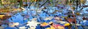 Colorful autumn leaves float on a pond, hinting at pond winterization as grasses and trees reflect in the water.