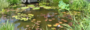 A pond with lily pads, blooming flowers, and a swan statue invites thoughts of how to winterize pond plants amidst the greenery.