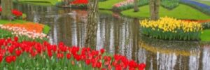 A landscaped garden with colorful flower beds, trees, and themed pond designs for the backyard reflecting the scenery.