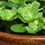 container lettuce