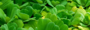 A dense cluster of green water lettuce with overlapping, fan-shaped leaves floats in a tranquil pond.