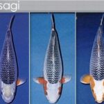 asagi koi variety asagi koi variety