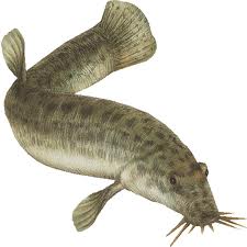 dojo weather loach dojo weather loach