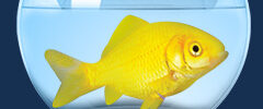 A yellow goldfish swims in a round, clear aquarium filled with water on a dark blue background.