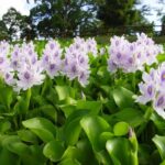 water hyacinth new jersey water hyacinth new jersey