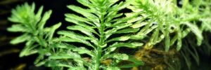 parrotfeather myriophyllum aquaticum