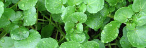 Close-up of green watercress leaves with droplets, thriving in aquaponics and water gardens.