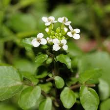 watercress watercress