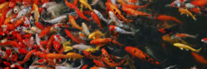 A large group of colorful koi and goldfish spawning close together at the surface of a pond.