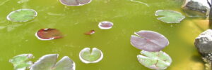 new pond syndrome