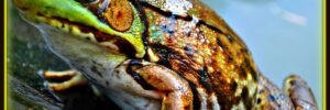 Close-up of a brown and green frog sitting on a wet surface, perfect for ponds—"loveyourpond.com" in the corner.