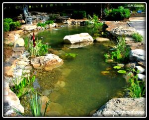 koi pond new jersey
